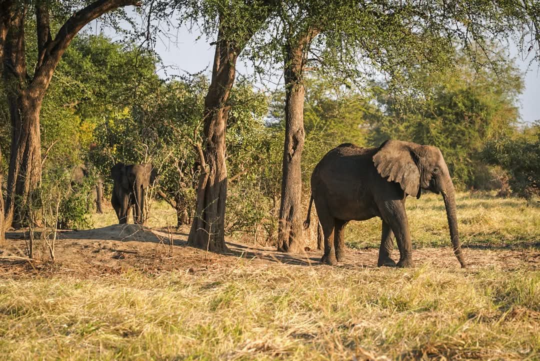 Faune – éléphants
